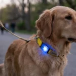 Tractive gps vs fi collar dog