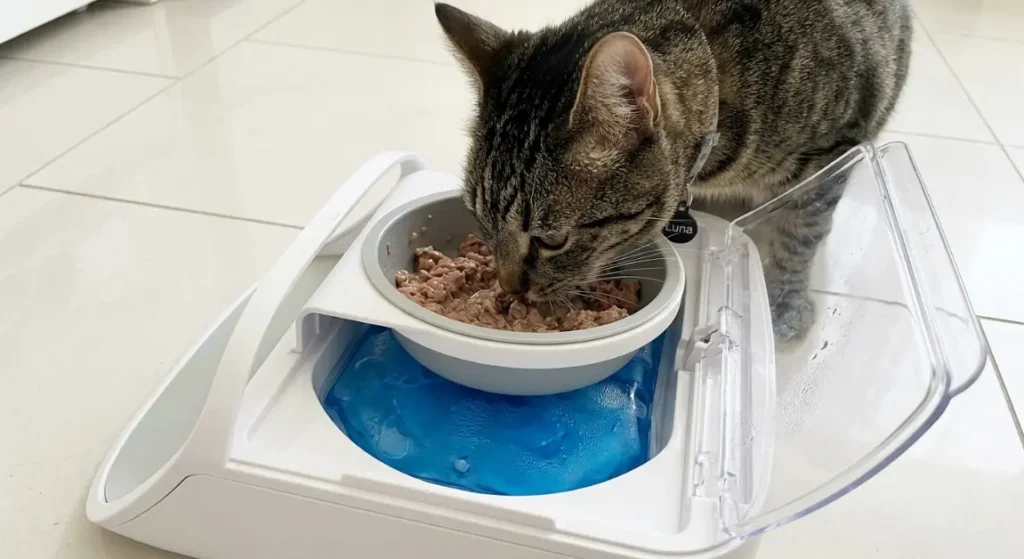 Best automatic cat feeder for wet food