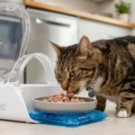 Luna eating fresh wet food from the SureFeed, looking healthy and happy, ice pack visible underneath