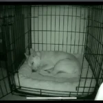 yitahome pet camera vs eufy solo