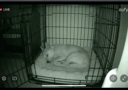 yitahome pet camera vs eufy solo