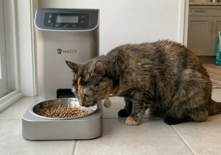 Mazzy automatic feeder vs wopet