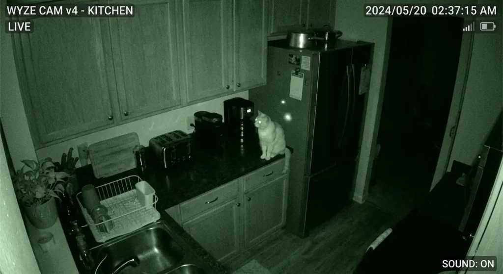 Wyze Cam v4 night vision cat monitoring kitchen