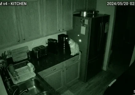 Wyze Cam v4 night vision cat monitoring kitchen