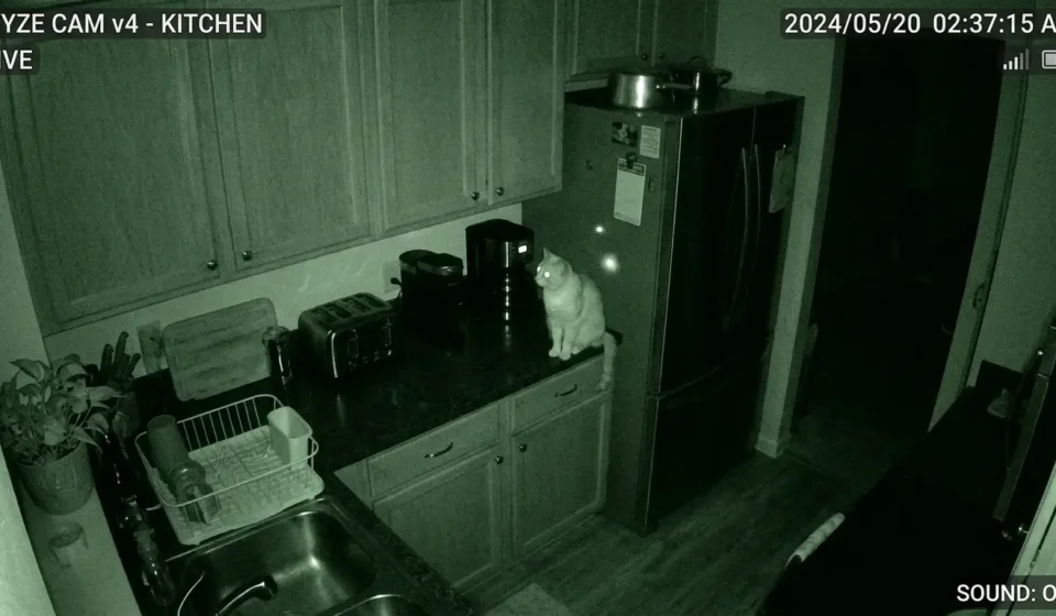 Wyze Cam v4 night vision cat monitoring kitchen