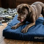 Hugo aggressively nesting on K9 Ballistics bed claws fully extended, bed intact vs. shredded remnants of previous cheap Big Barker bed in background