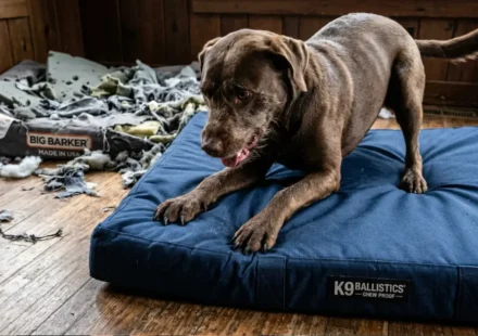 Hugo aggressively nesting on K9 Ballistics bed claws fully extended, bed intact vs. shredded remnants of previous cheap Big Barker bed in background
